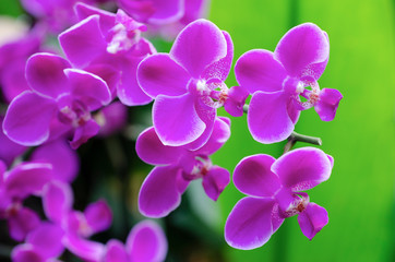 Purple orchid blurred with blurred pattern background