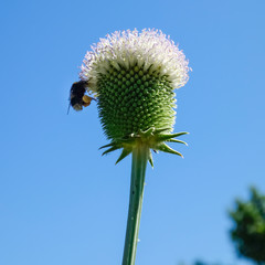 Bee feeding on a white Teasel with purple tinged petals