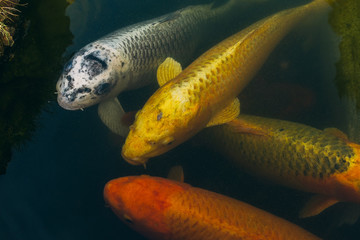 Carp koi fish in a pond