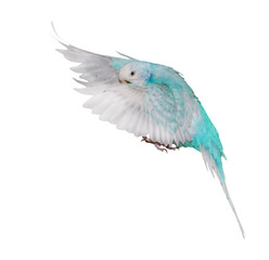 isolated white and cyan budgerigar in flight