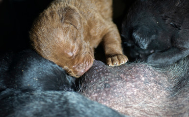 The puppies are eating breast milk.