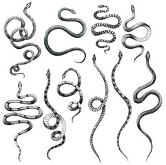 set of different snakes pencil drawing, vintage style graphic black and white, viper, python - 327836772
