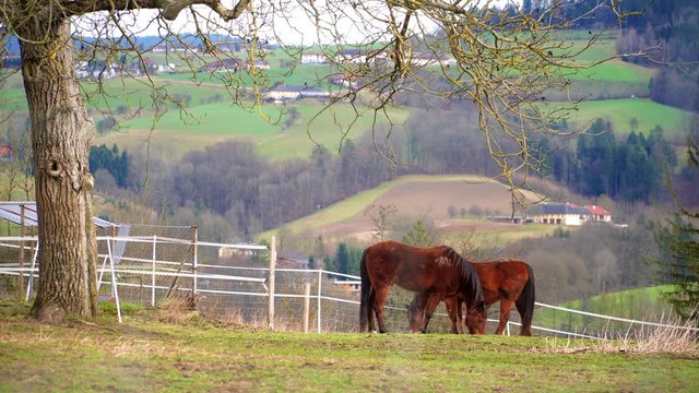 Two old horses enjoy nice weather