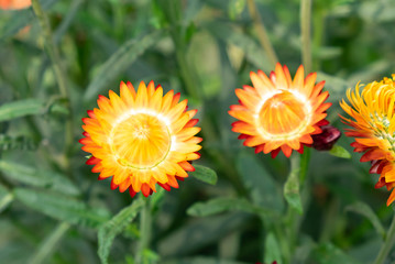 Paper daisy o rStraw flower or Everlasting in garden.Flowers like the cold and colorful.
