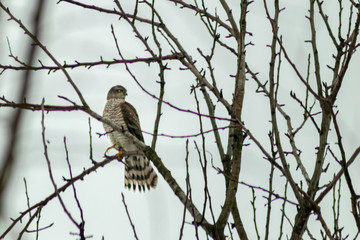 Hawk looking for hunting