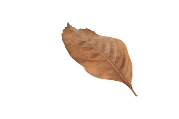 Brown blurred dry leaves with a blurred white patterned background