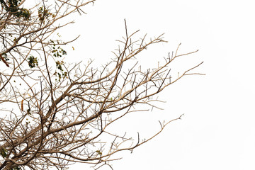 a bare tree branch with no leaves against a white background.