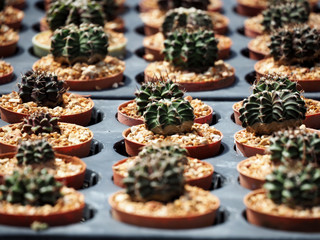 Mini Cactus plant on the pot at cactus farm