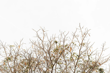 Dry twig on the tree in isolated white background.