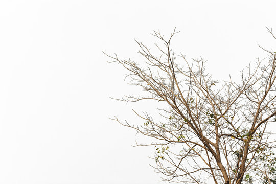 Dry twig on the tree in isolated white background.