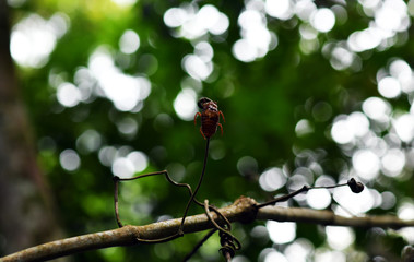brown beetle on a tree branch in the jungle