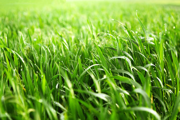 Glare of sunlight in dew drops on grass