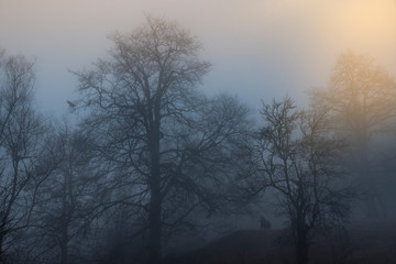 Beautiful foggy landscape. The morning forest in the fog.