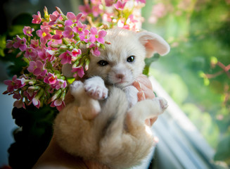 Fototapeta na wymiar Pretty fennec fox cub with pink flowers