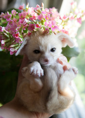 Pretty fennec fox cub with pink flowers