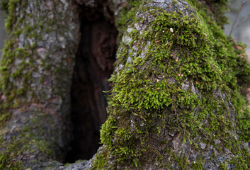 The green moss background on the wood. Nature texture.