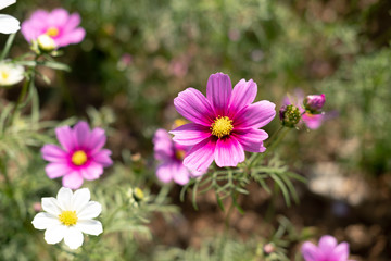 Pink cosmos flower blooming background. Copy space.