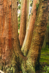 A grove of cypress trees in a Japanese woodland