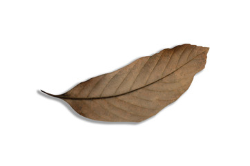 Brown blurred dry leaves with a blurred white patterned background