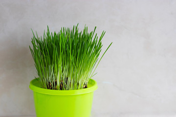 Fresh grass in a bright green flower pots on a light background.