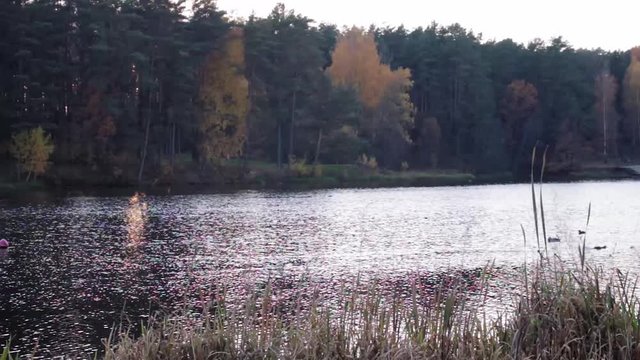 Duck floating on the lake in autumn time, Belarus. Fall season with leaves