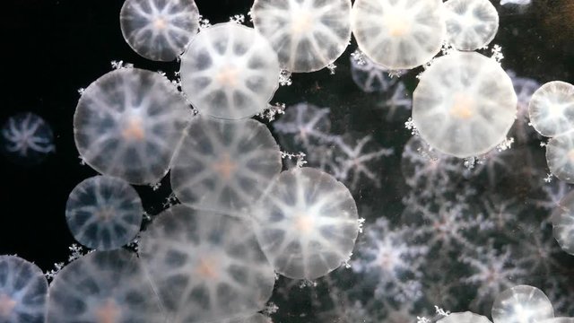 Close-up Jellyfish, Medusa in fish tank with neon light. Jellyfish is free-swimming marine coelenterate with a jellylike bell- or saucer-shaped body that is typically transparent
