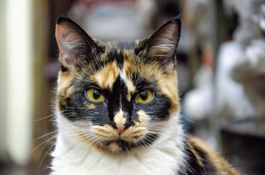 Close Up On A Calico Cat Face 