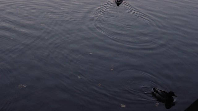 Duck floating on the lake in autumn time, Belarus. Fall season with leaves