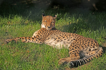 Full length cheetah is sleeping on green grass