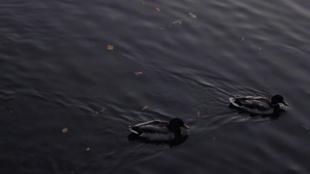 Duck floating on the lake in autumn time, Belarus. Fall season with leaves