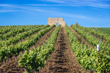 Fototapeta na wymiar Ruined building on a vineyard in Trapani Province of Sicily autonomous region in Italy
