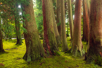 A grove of cypress trees in a Japanese woodland