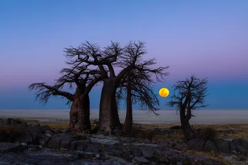 Foto op Canvas The full moon rise behind baobab trees on Kubu Island © hannesthirion