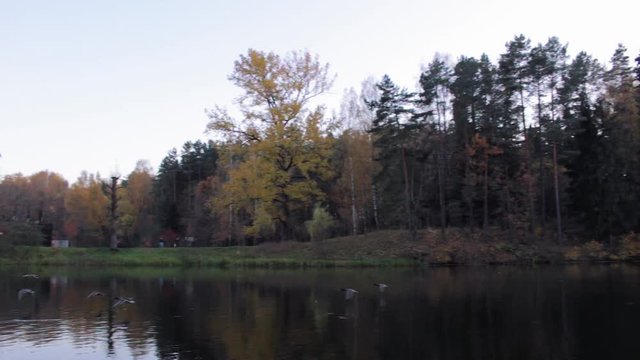Duck floating on the lake in autumn time, Belarus. Fall season with leaves
