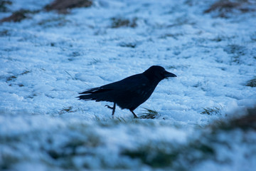 Crow in the snow in Edinburgh, Pentland Hills