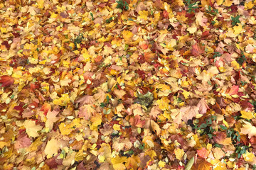 Bright natural autumn background in warm colors. Carpet of red and yellow maple leaves.