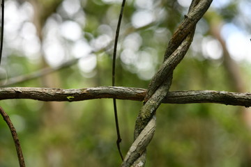 unusual patterns and figures from unusual plants in the jungle