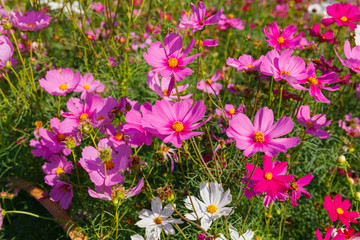 Obraz premium Beautiful cosmos flower field in sunny.