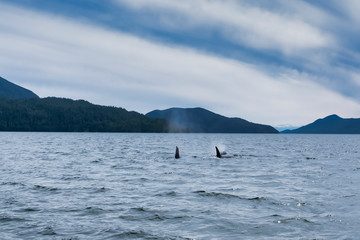 View from a boat on three killer whales in Tofino mountains in background