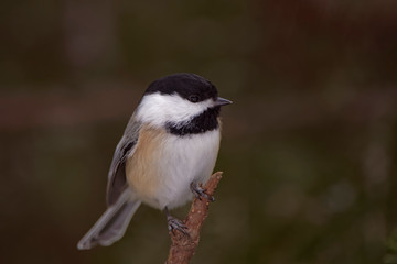 Mésange à tête noire