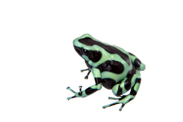 Green-and-Black Poison Dart Frog isolated on white