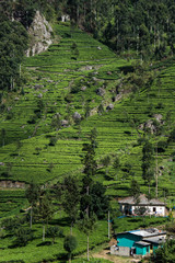 A view to a tea plantations on the way up to the Liptons Seat, Sri Lanka.
