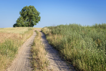 Fototapeta na wymiar Road among fields in Walcz County in West Pomerania region of Poland