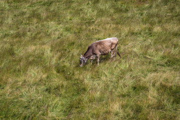 Cow on a meadow in Borsa ski resort town in Rodna Mountains in Maramures region of Romania