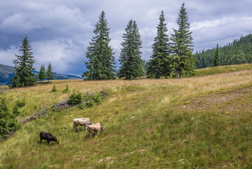 Cows on a meadow in Borsa ski resort town in Rodna Mountains in Maramures region of Romania