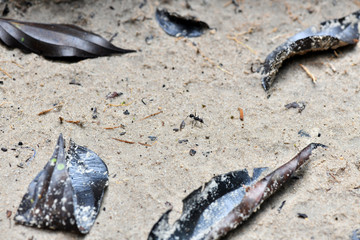 black ant runs on white sand