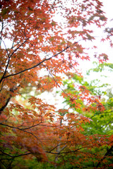  red yellow green leave