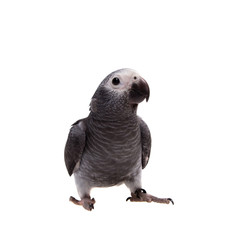 Fototapeta premium Timneh African Grey Parrot isolated on white