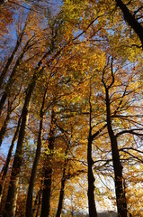 Obraz premium Forêt