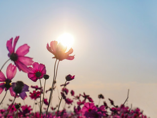 Obraz premium pink cosmos flower over sunrise sky background.